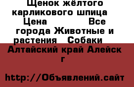 Щенок жёлтого карликового шпица  › Цена ­ 50 000 - Все города Животные и растения » Собаки   . Алтайский край,Алейск г.